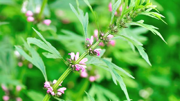 桂花几月份开花